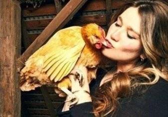 أمريكا تمنع مواطنيها من "تقبيل الدجاج"!