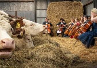 شاهد.. فنان عالمي يعزف للأبقار من أجل رفاهيتها
