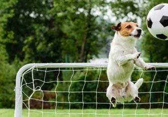لقطات طريفة.. كلب يقتحم الملعب ويسجل هدفاً