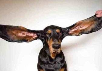 كلب ينال لقب صاحب "أطول أذنين في العالم"