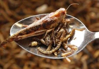 حشرة "آمنة" تنضم إلى قائمة الطعام في أوروبا!