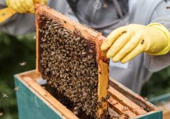 انواع العسل: علاج طبيعي بين يديك