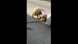سعودي يخرج خروف من سيارة4.jpg