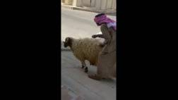 سعودي يخرج خروف من سيارة3.jpg