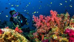 Diving-with-coral-reefAR16102019.jpg