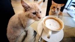 1_Cat_Cafe_The_Plaid_Zebrajpg_wiidpu.0.jpg