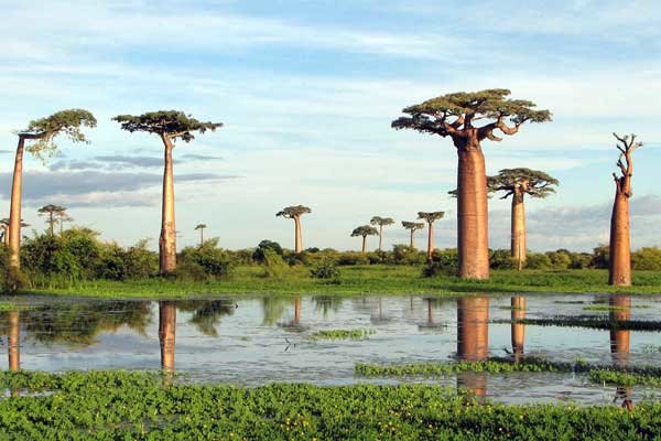 غابات أندريفانا الجافة، مدغشقر