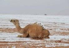 بالصور: الثلوج تكسو رمال السعوية