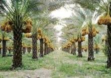 السعودية: السماح لأصحاب المزارع ببناء شاليهات سياحية على أراضيهم واستثمارها
