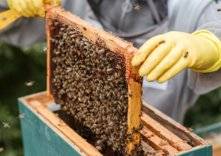 انواع العسل: علاج طبيعي بين يديك
