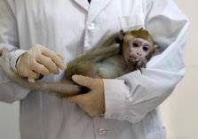 تسجيل أول وفاة بشرية بـ "الفيروس القردي"
