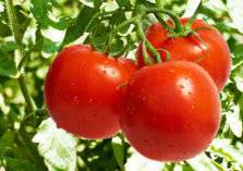 3 أنواع من البشر ممنوعون من تناول الطماطم