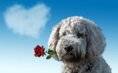 مشهد طريف.. كلب يخطف هدية "عيد الحب" ويقدمها لحبيبته