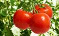 3 أنواع من البشر ممنوعون من تناول الطماطم