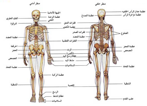 عدد العظام في جسم الانسان