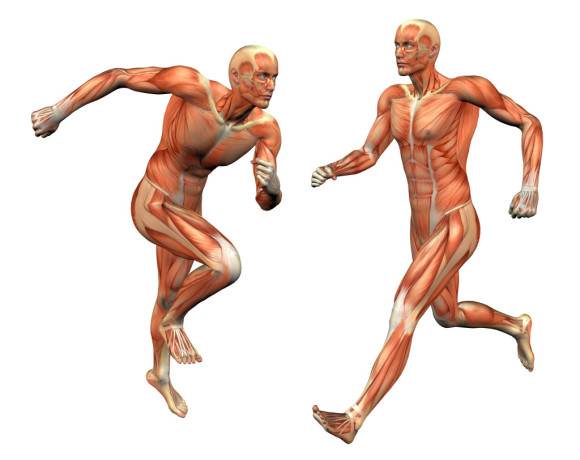 عدد عضلات جسم الانسان