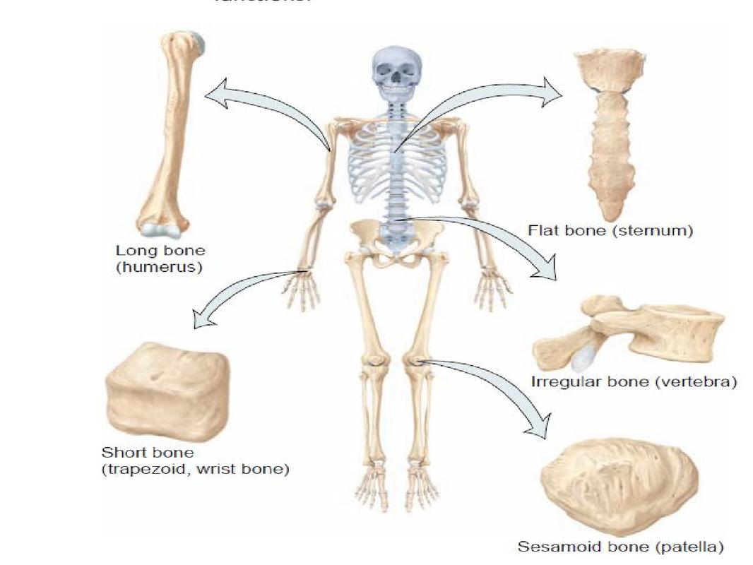 عظام الانسان عدد كم عظمة