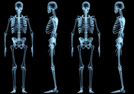 الهيكل الجسم يعطي العظمي جهاز عضلي