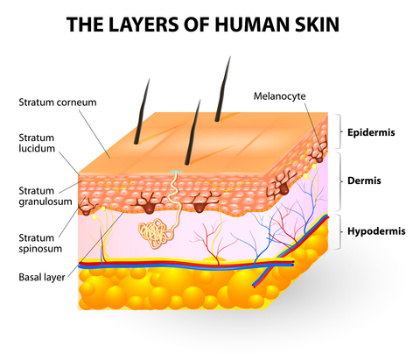 جلد الانسان