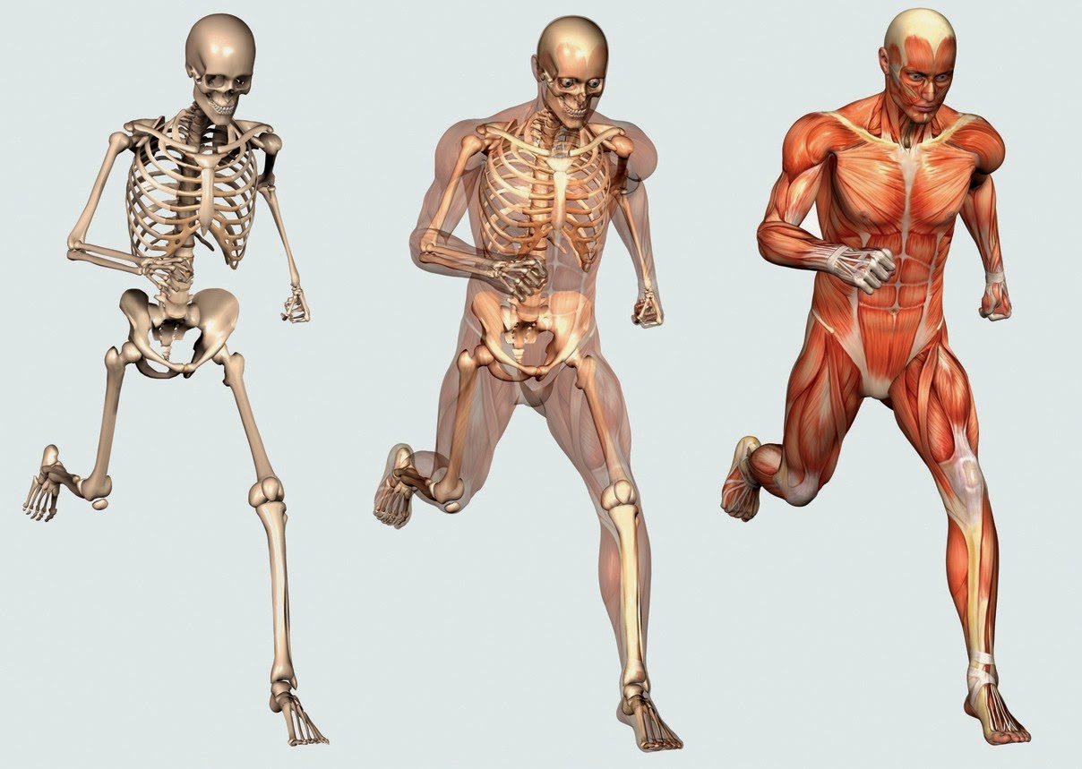 عدد العظام الموجودة في جسم الإنسان